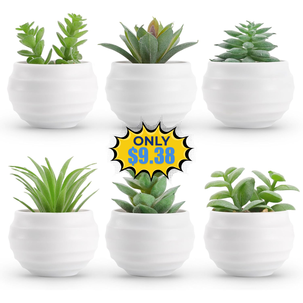Der Rose Succulents Plants 37% Off: Save Big without Coupon
