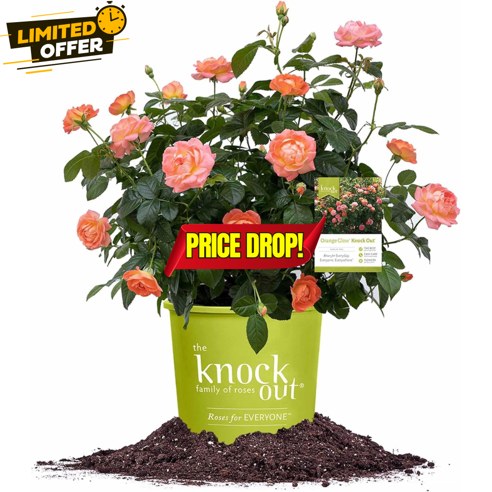 Knock Out Rose Bush Sale: Save 34% at No Coupon Needed