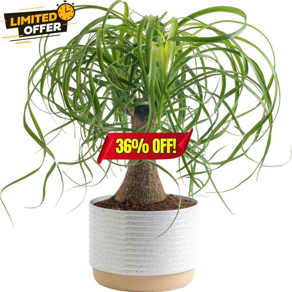 Costa Farms Ponytail Palm Live Plant Sale: Save 36% at Costa Farms